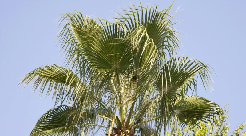 palmeira de carnaúba