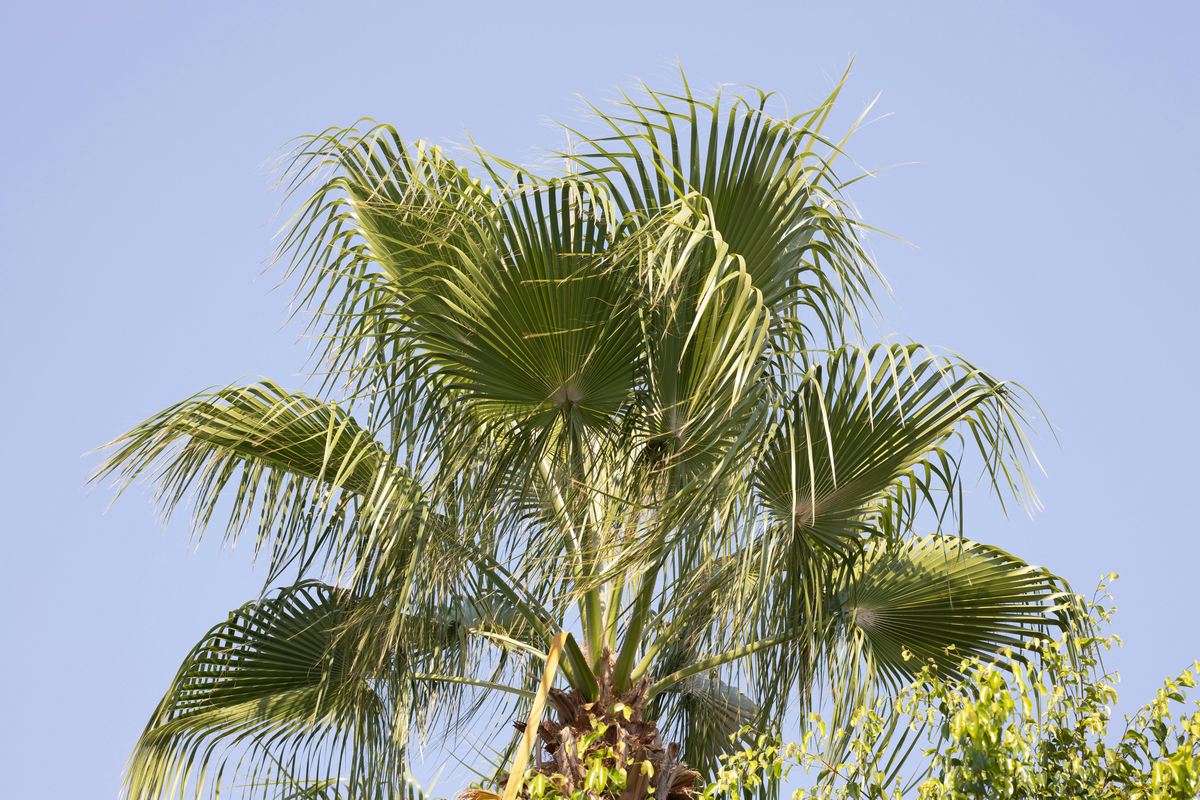 Como plantar carnaúba e acelerar o crescimento da palmeira passo a passo