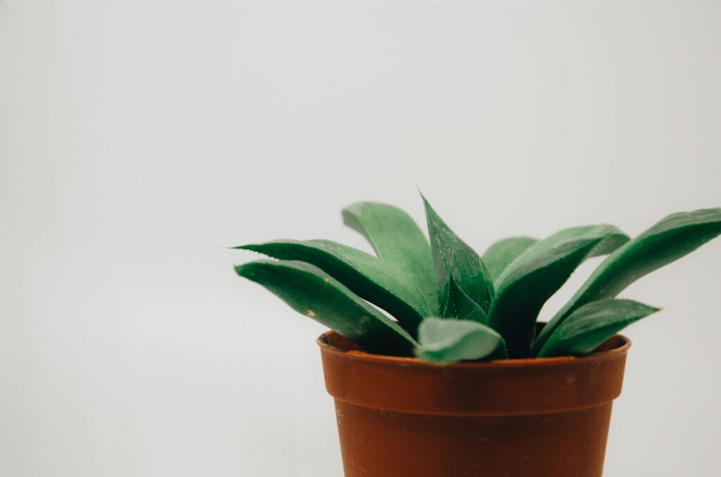 Para plantas comuns, as melhores opções incluem jiboia, espada-de-são-jorge, comigo-ninguém-pode, zamioculca e costela-de-adã