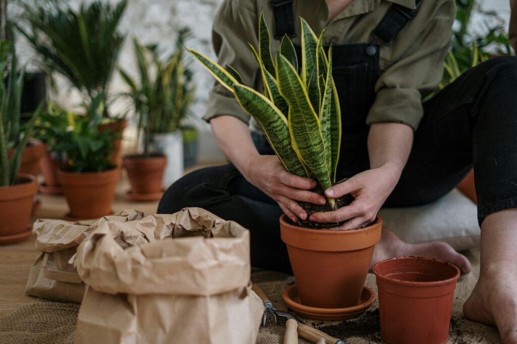 Para plantas em vasos, é essencial escolher espécies adequadas ao ambiente, garantir um bom substrato, regar corretamente e o