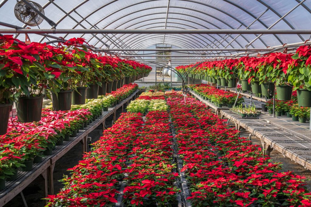 Para plantas jardim de inverno, as melhores opções incluem espécies tropicais e subtropicais que se adaptam bem a ambientes i