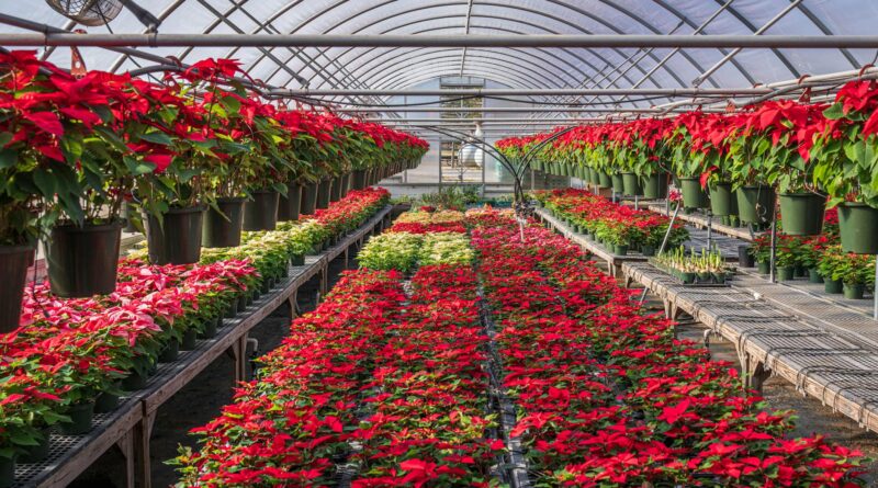 Para plantas jardim de inverno, as melhores opções incluem espécies tropicais e subtropicais que se adaptam bem a ambientes i