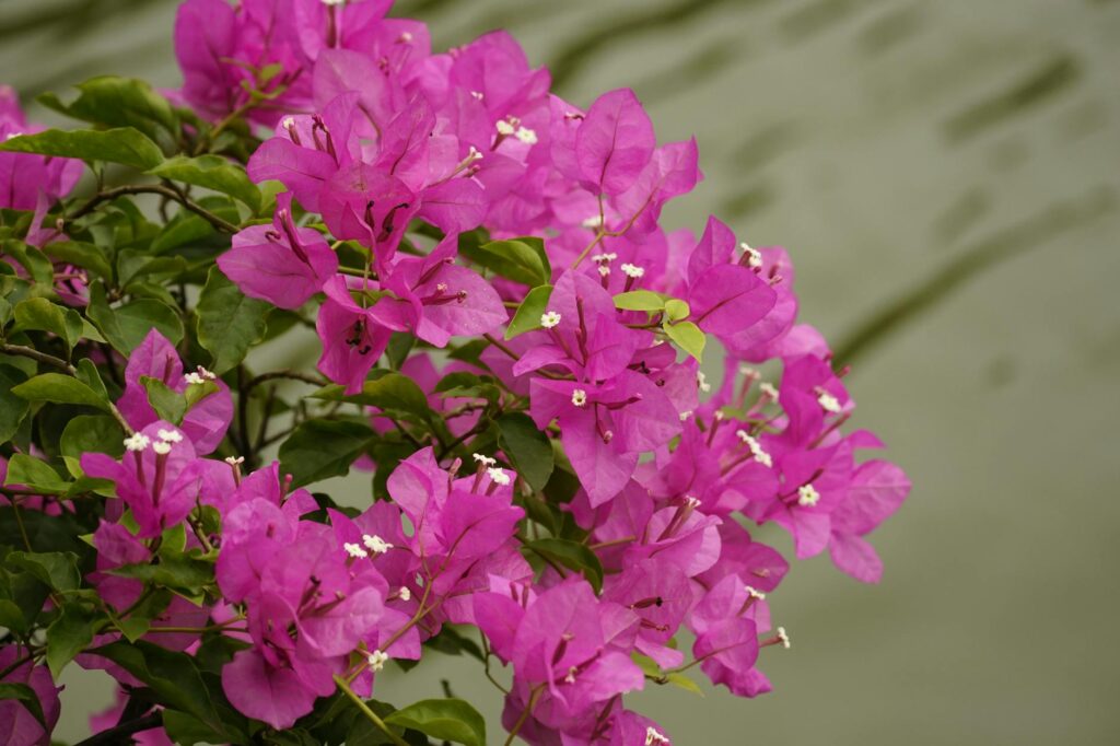 Para plantas para canteiro, escolha espécies que se adaptem ao clima, luminosidade e tipo de solo do seu jardim. Opte por var