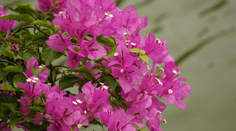 Para plantas para canteiro, escolha espécies que se adaptem ao clima, luminosidade e tipo de solo do seu jardim. Opte por var