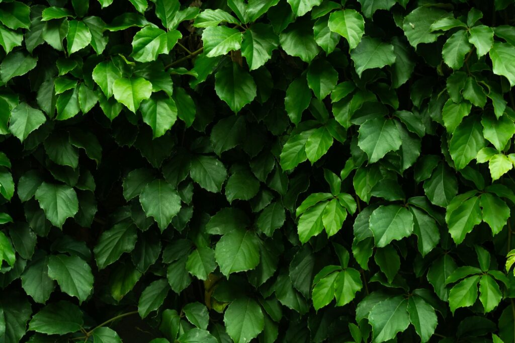 Para escolher as melhores plantas para jardim, considere o clima, tipo de solo, incidência solar e seu tempo disponível para
