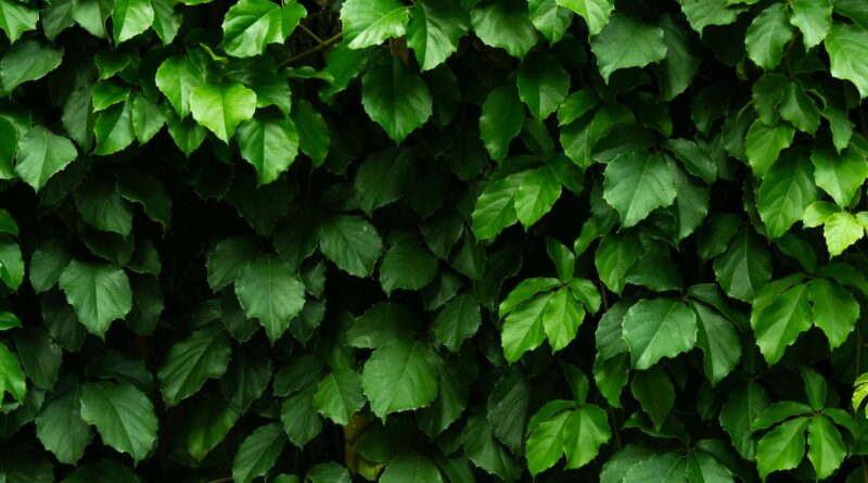 Para escolher as melhores plantas para jardim, considere o clima, tipo de solo, incidência solar e seu tempo disponível para