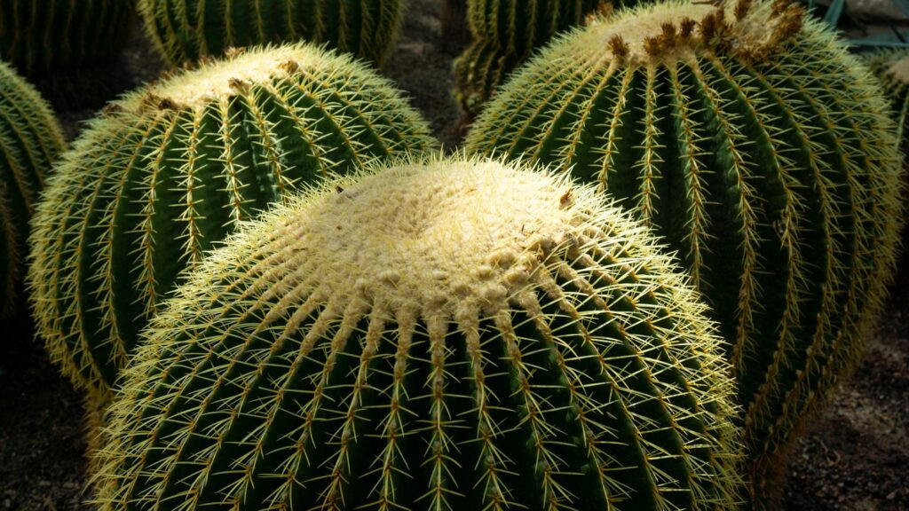 Para plantas que gostam de sol e pouca água, considere suculentas como Echeveria e Sedum, cactos variados, lavanda, alecrim,