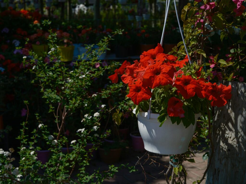 Para plantas que gostam de sol para pendurar, aposte em espécies como Onze-Horas, Lambari Roxo, Colar de Pérolas, Aspargo Pen