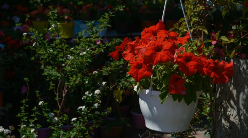 Para plantas que gostam de sol para pendurar, aposte em espécies como Onze-Horas, Lambari Roxo, Colar de Pérolas, Aspargo Pen