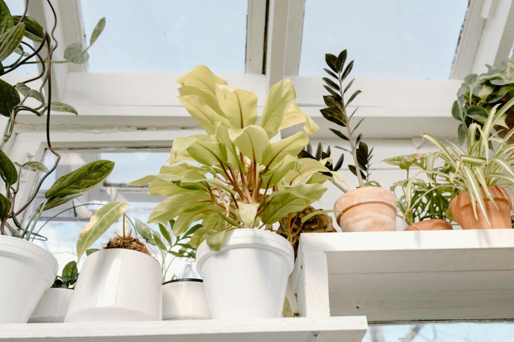 Para plantas resistentes ao sol para vasos, considere espécies como Onze-horas, Lavanda, Rosas do Deserto, Cactos, Suculentas