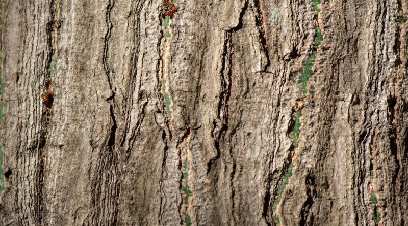 Para projetos de reflorestamento no Brasil, destacam-se iniciativas como o Pacto pela Restauração da Mata Atlântica e o progr