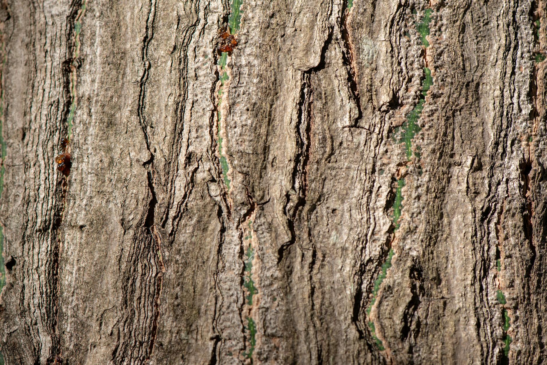 Conheça os Maiores Projetos de Reflorestamento no Brasil e seu Impacto