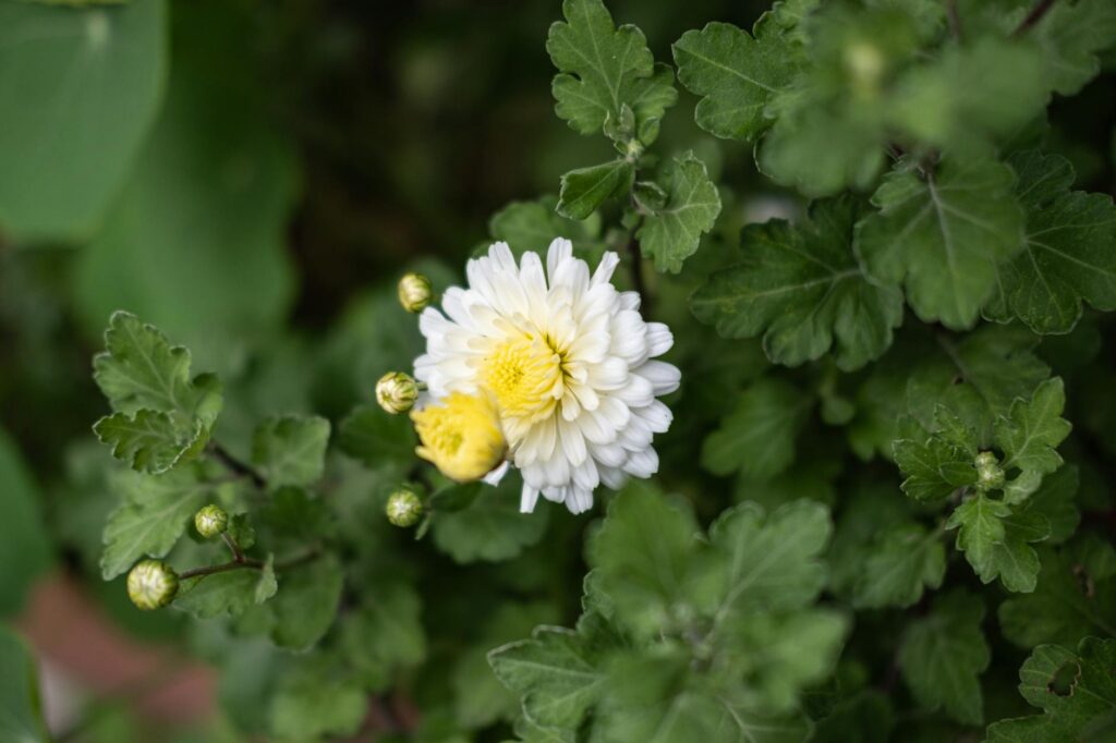 Para tipos de flores para jardim, Rosas, Hortênsias, Lavandas, Margaridas e Petúnias são excelentes escolhas. A seleção ideal