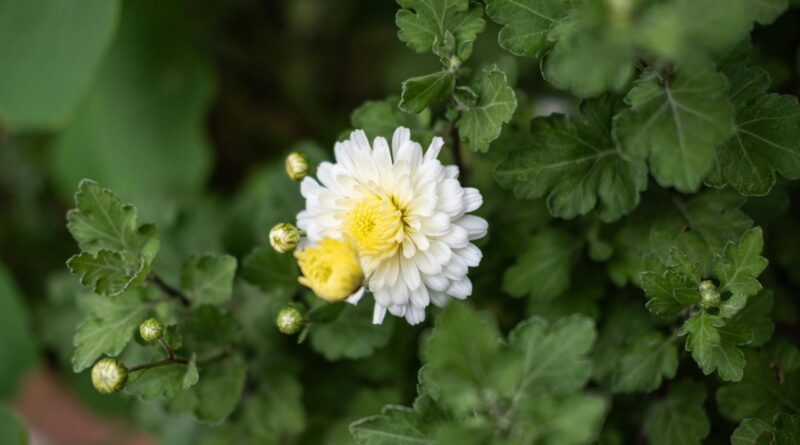 Para tipos de flores para jardim, Rosas, Hortênsias, Lavandas, Margaridas e Petúnias são excelentes escolhas. A seleção ideal
