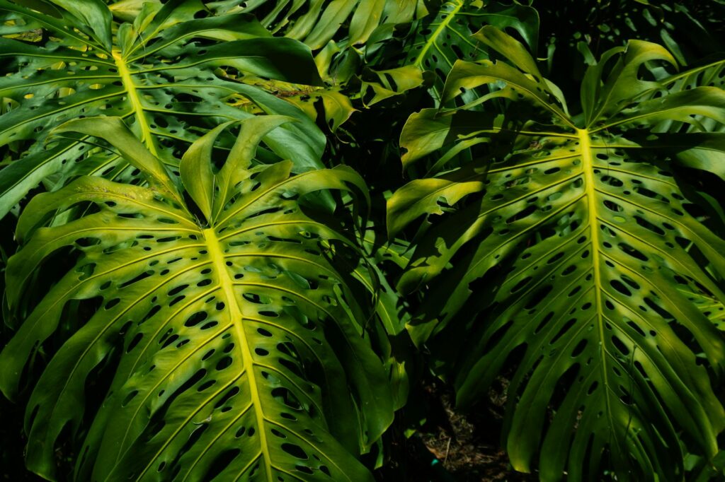 Para tipos de folhagem para jardim, considere opções como samambaias para sombra, crotons e coleus para cores vibrantes, cica