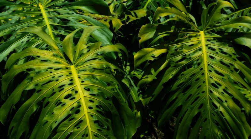 Para tipos de folhagem para jardim, considere opções como samambaias para sombra, crotons e coleus para cores vibrantes, cica