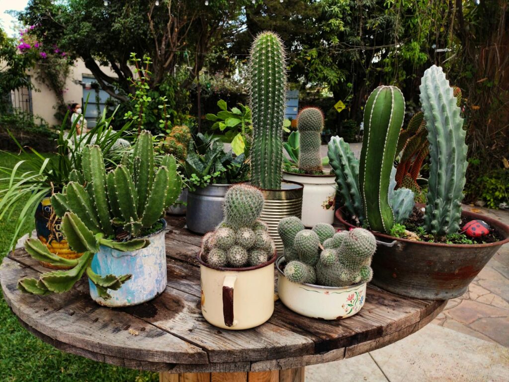 Para compreender todas as plantas, é fundamental explorar o Reino Plantae, um domínio vasto e diversificado que abrange desde