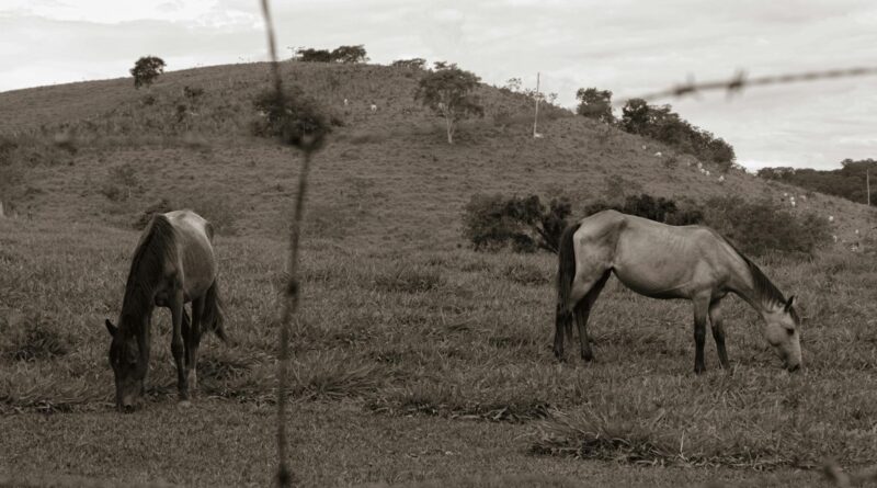 Os Superpoderes da Natureza: Animais com Habilidades Surpreendentes que Você Precisa Conhecer — animais que possuem poderes s