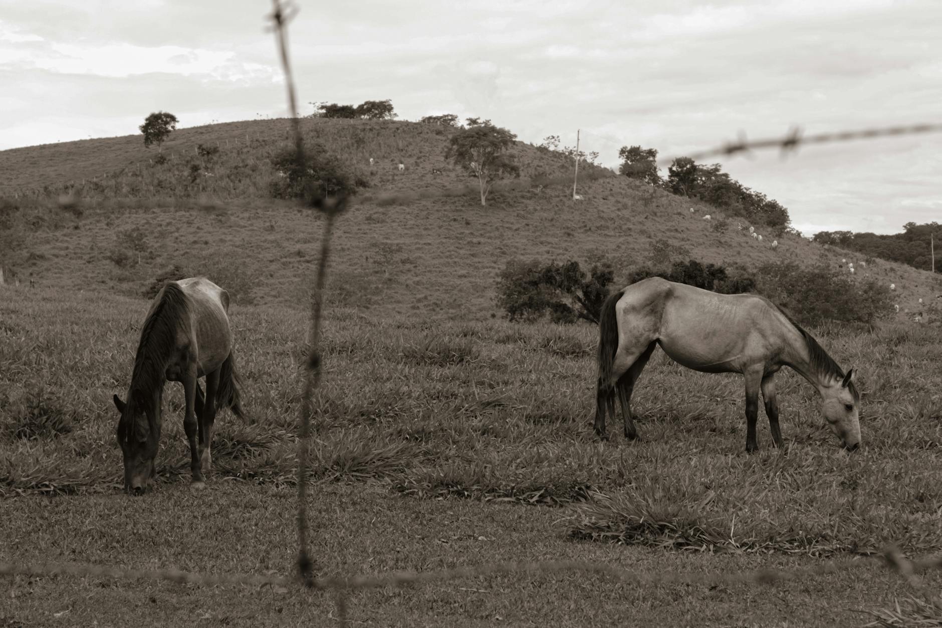 Os Superpoderes da Natureza: Animais com Habilidades Surpreendentes que Você Precisa Conhecer