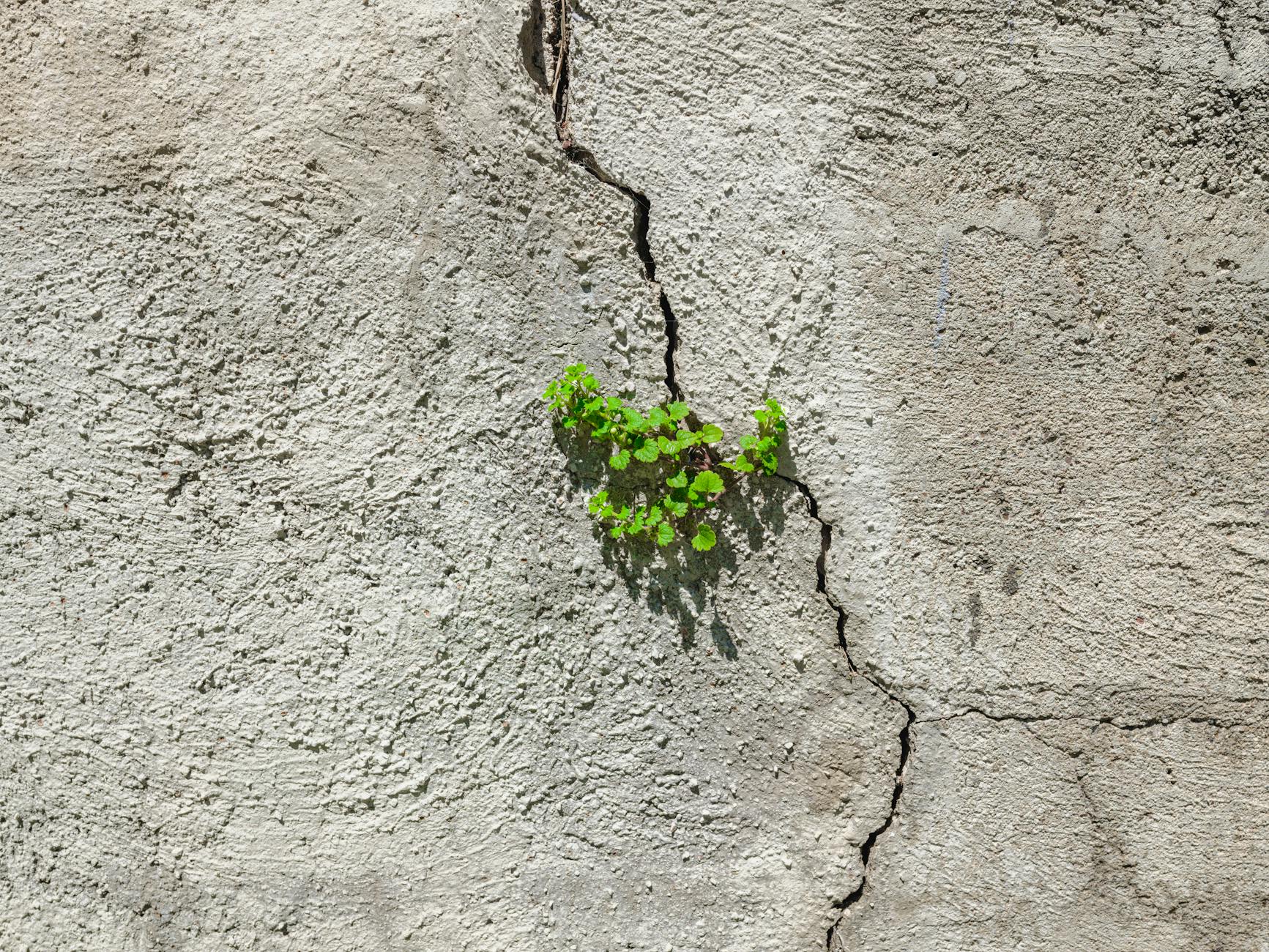 Como Desenvolver Resiliência: Estratégias Essenciais para Superar Dificuldades