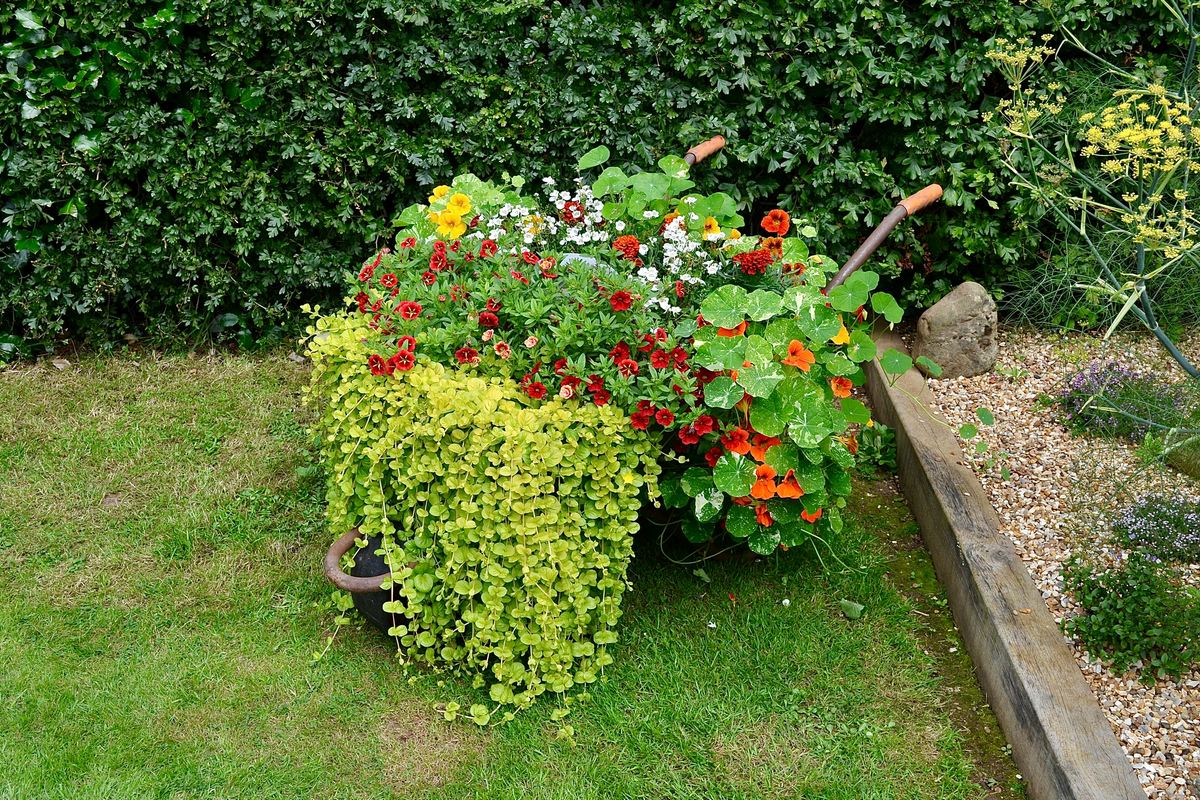 Guia do Jardim Funcional: Cultivando Alimentos que Facilitam sua Rotina