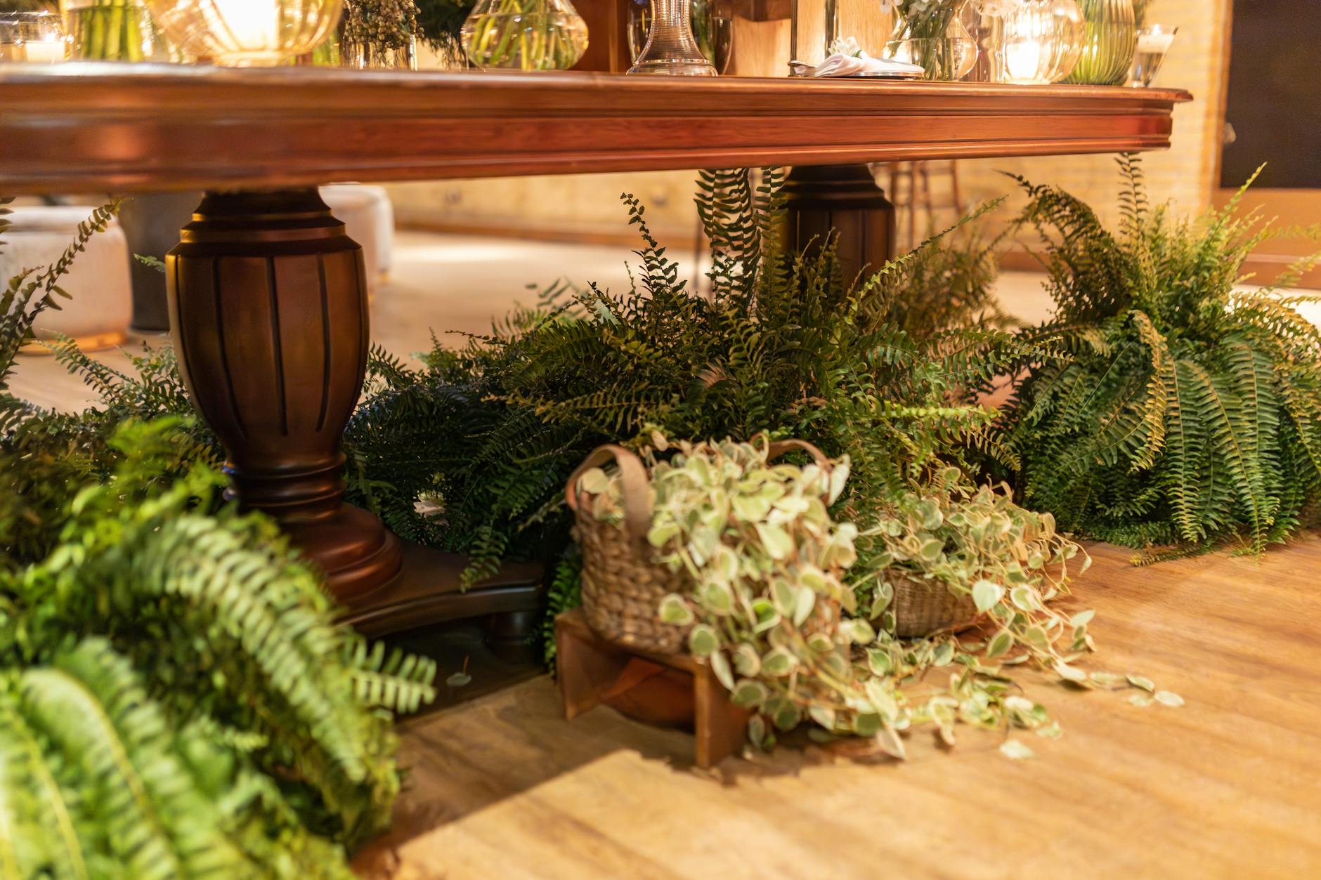 Plantas de Interior: O Guia Definitivo para Decorar, Purificar o Ar e Transformar seu Lar
